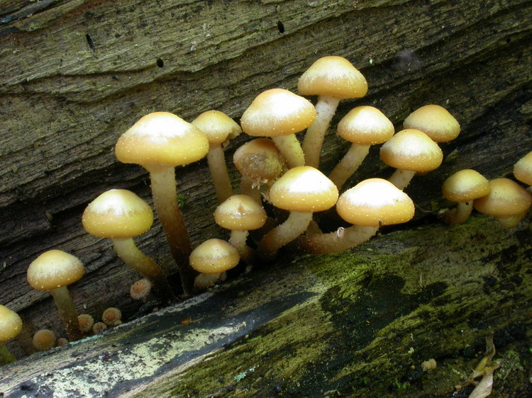 Kuehneromyces mutabilis Bild 3