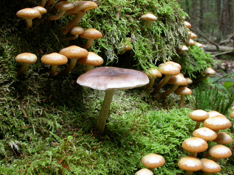 Kuehneromyces mutabilis Bild 4