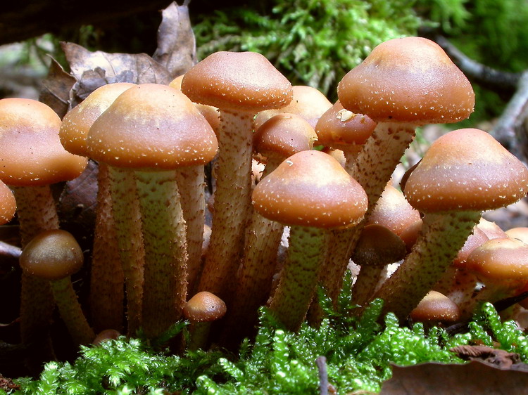 Kuehneromyces mutabilis Bild 6