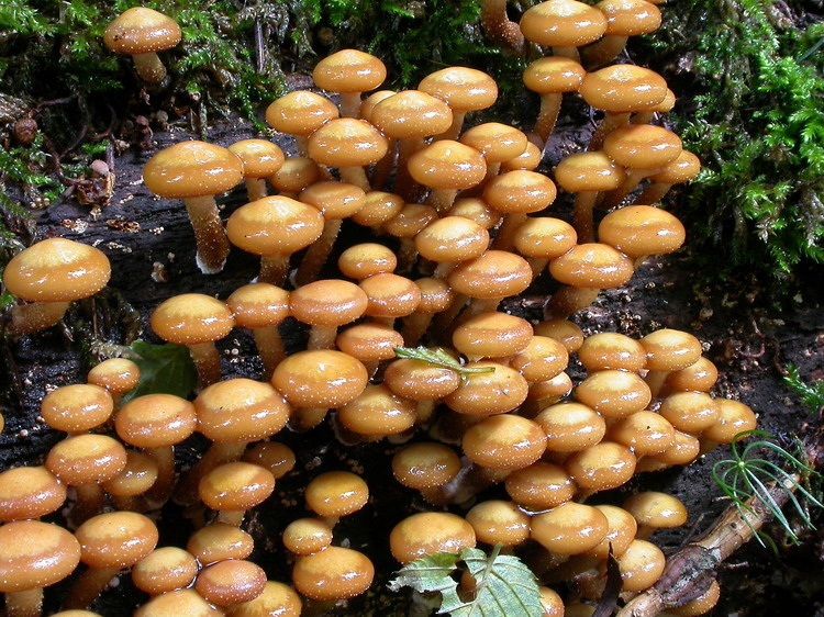 Kuehneromyces mutabilis Bild 7