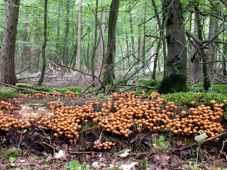 Kuehneromyces mutabilis Bild 8