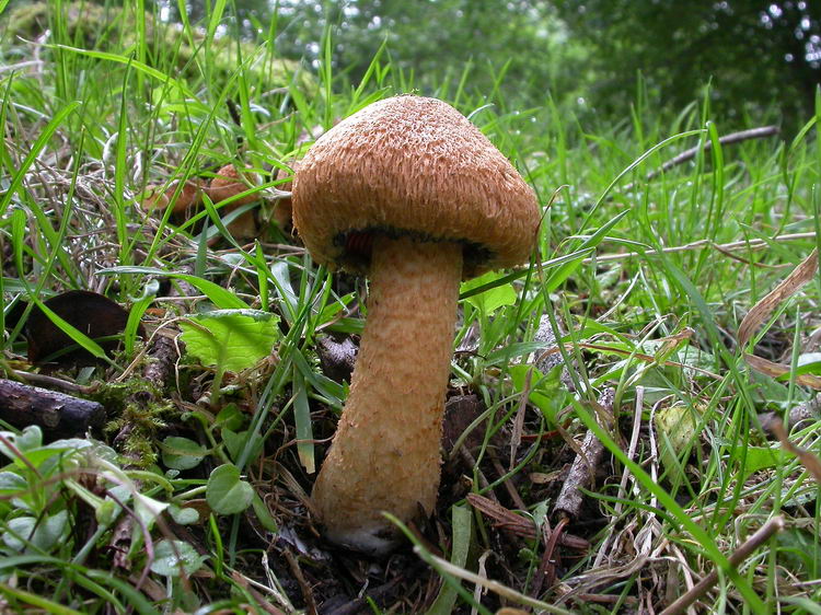 Lacrymaria lacrymabunda var. pyrotricha Bild 1