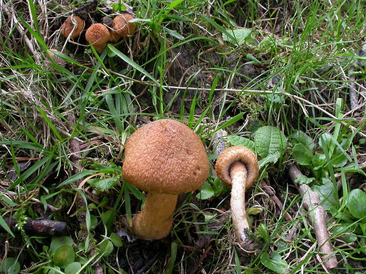 Lacrymaria lacrymabunda var. pyrotricha Bild 2