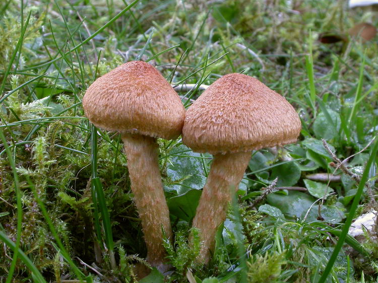 Lacrymaria lacrymabunda var. pyrotricha Bild 5