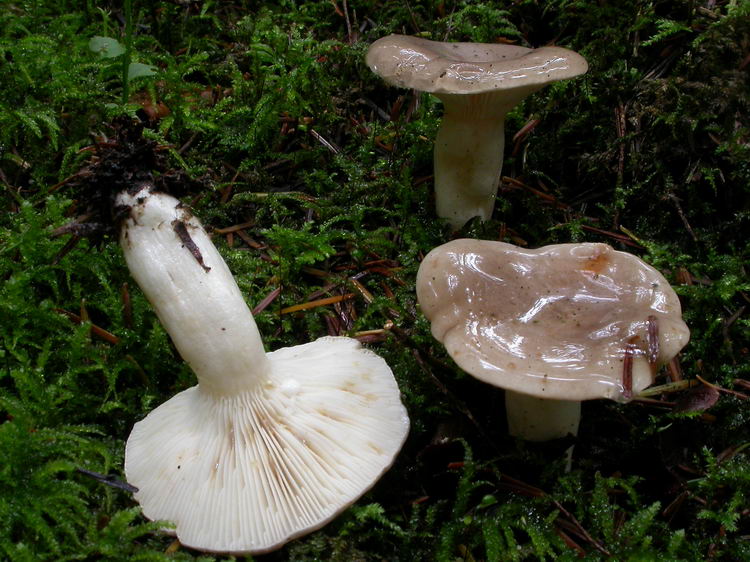 lactarius albocarneus Bild 2