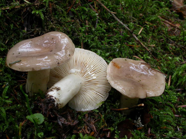 lactarius albocarneus Bild 3