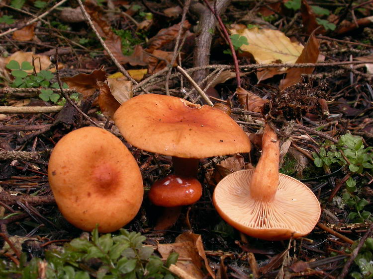 lactarius aurantiacus Bild 1