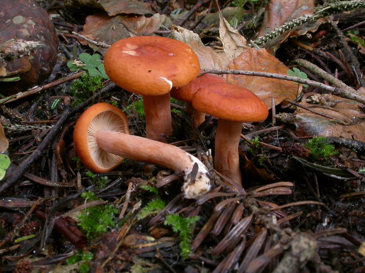 Lactarius aurantiacus Bild 2