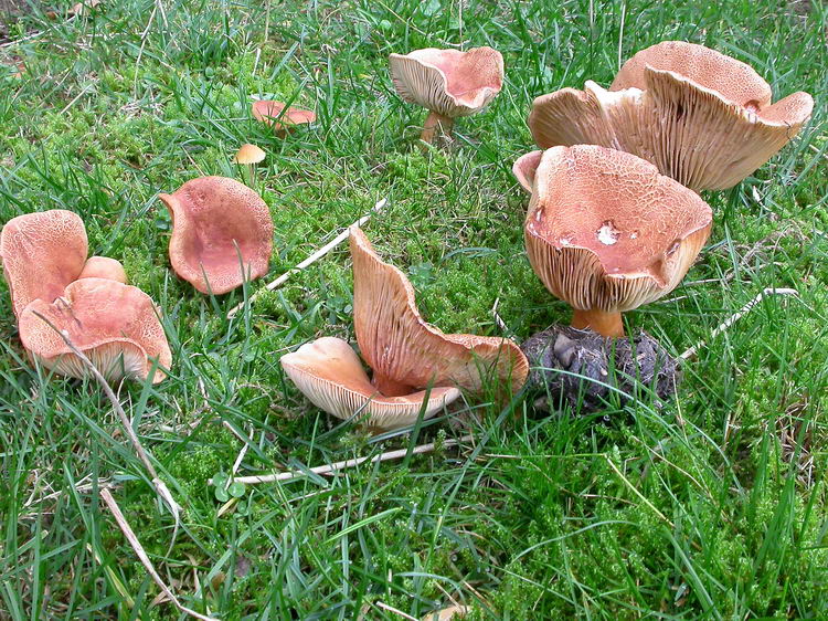 lactarius britannicus fo. britannicus Bild 1