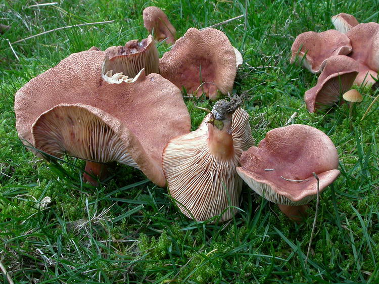 Lactarius britannicus fo. britannicus Bild 2