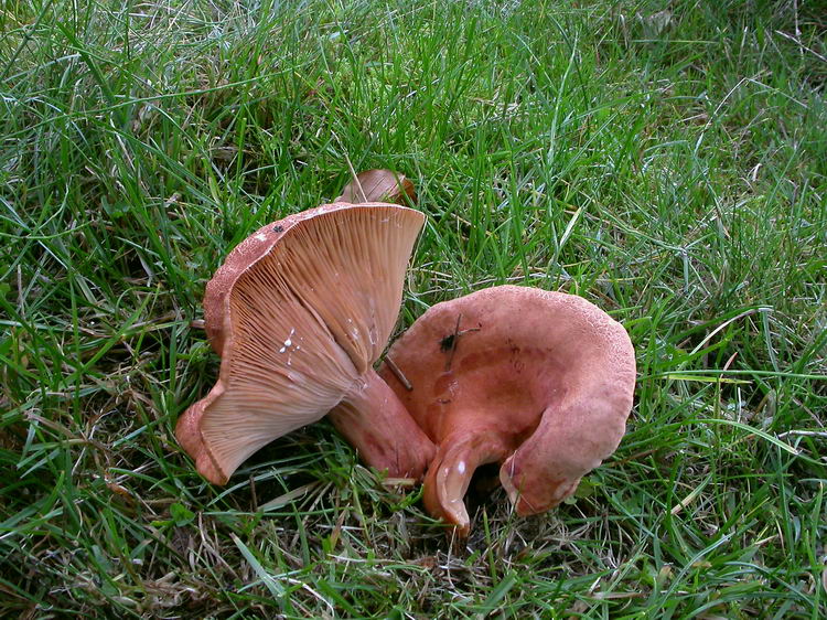 Lactarius britannicus fo. britannicus Bild 3