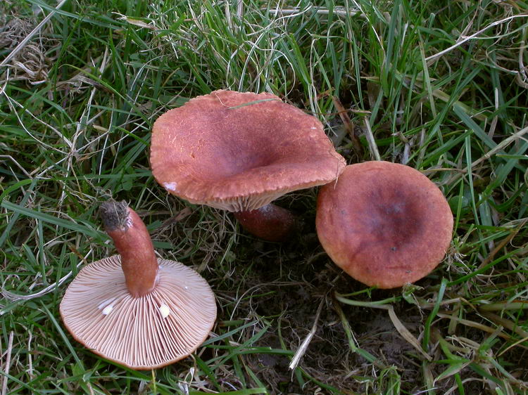 Lactarius britannicus fo. britannicus Bild 4