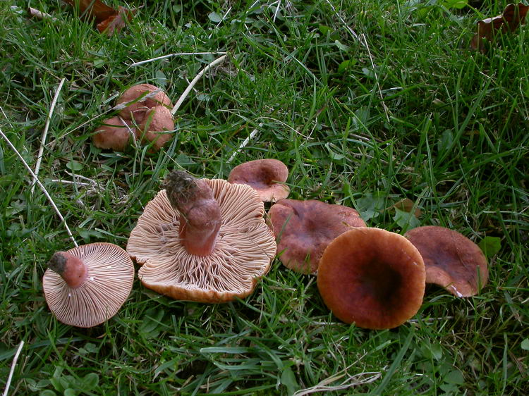 Lactarius britannicus fo. britannicus Bild 5