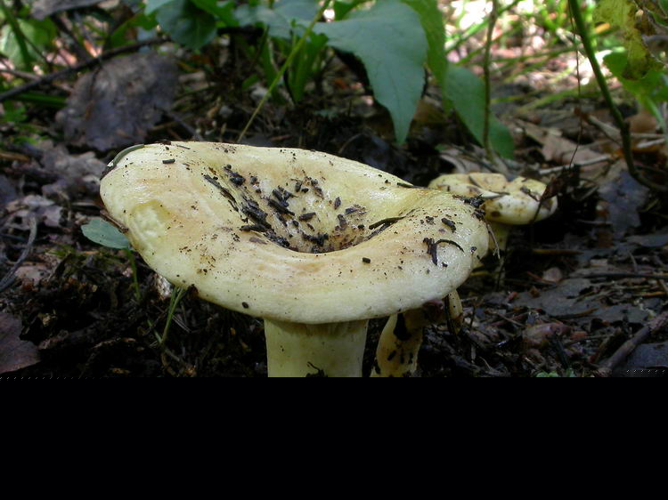 lactarius evosmus Bild 1
