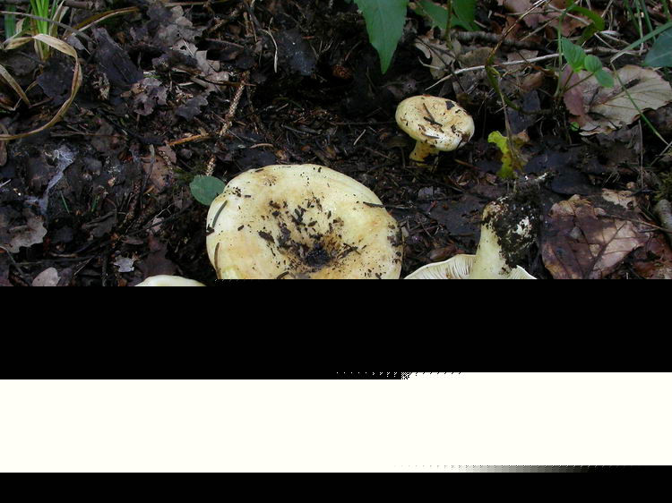 Lactarius evosmus Bild 2