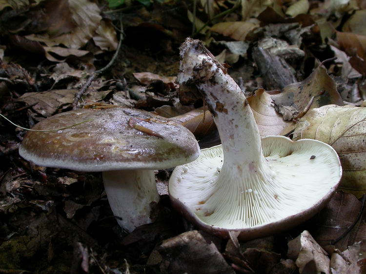 lactarius luridus Bild 1