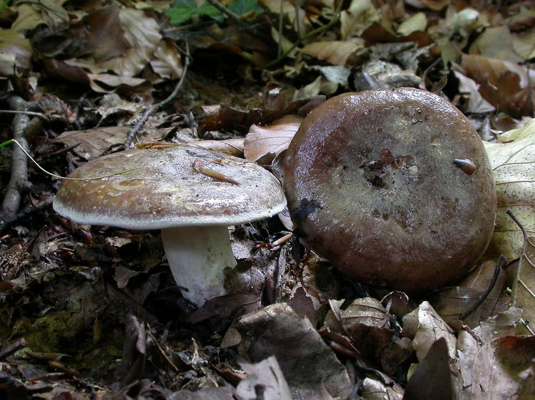 Lactarius luridus Bild 2