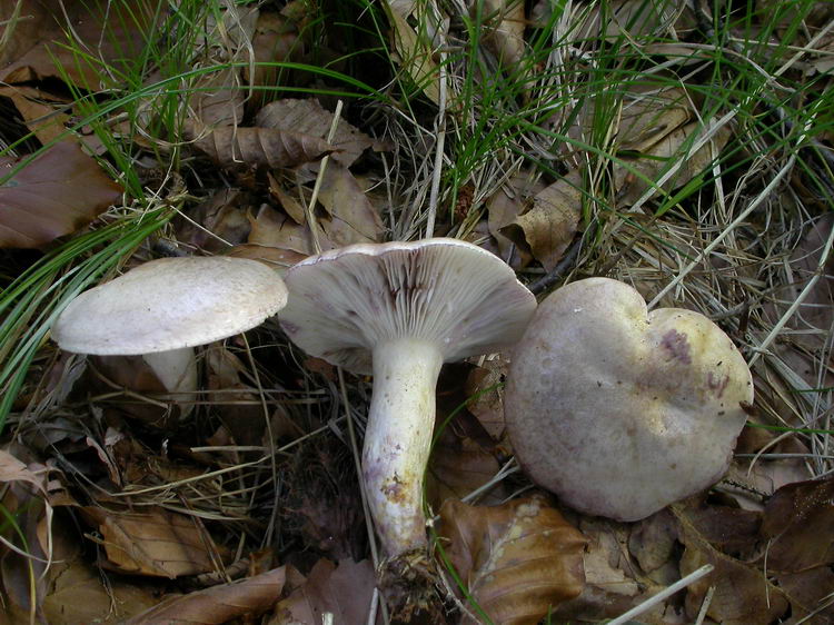 Lactarius luridus Bild 3