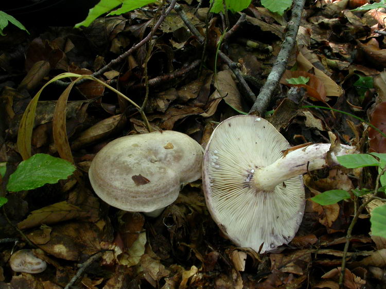 Lactarius luridus Bild 4