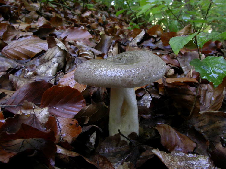 Lactarius luridus Bild 5