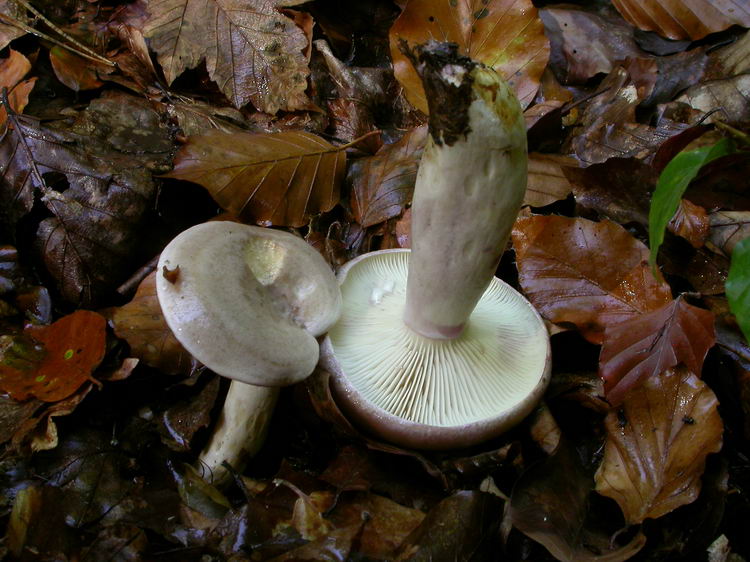 Lactarius luridus Bild 6