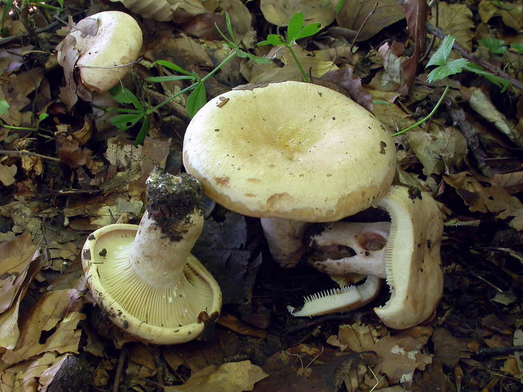 lactarius pallidus Bild 1