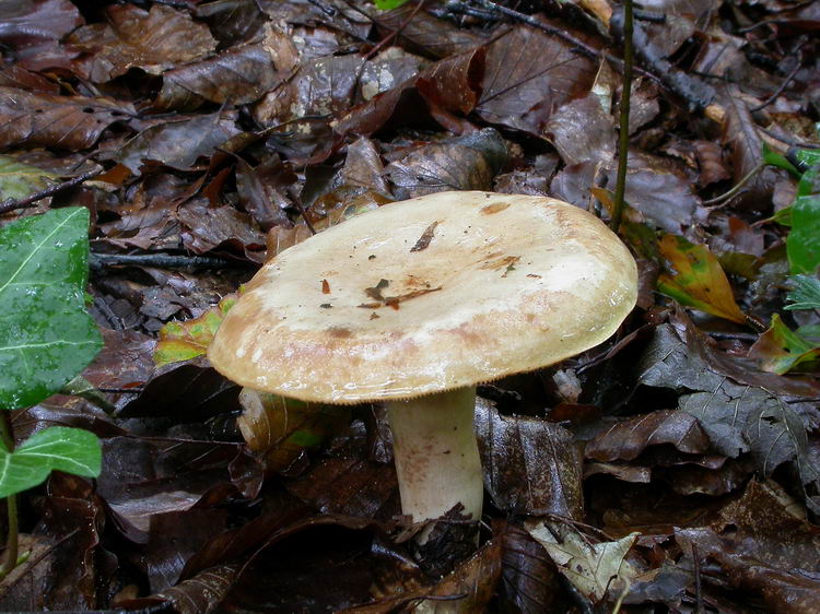 Lactarius pallidus Bild 2