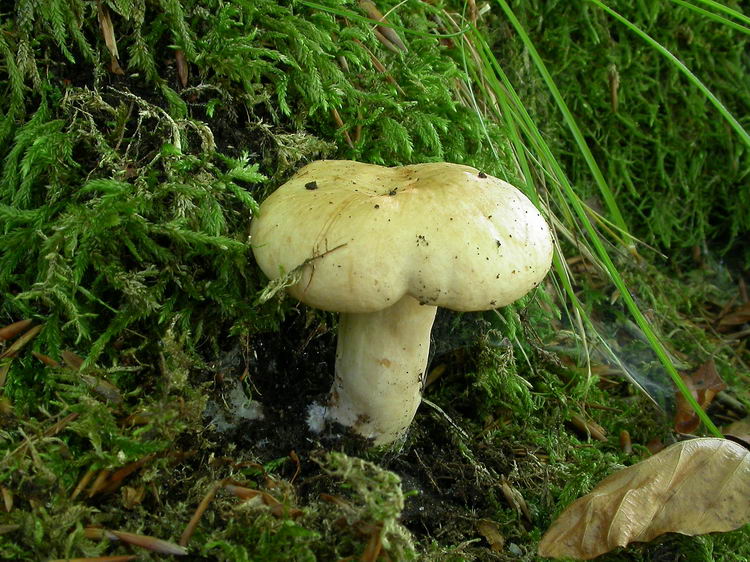 Lactarius pallidus Bild 3