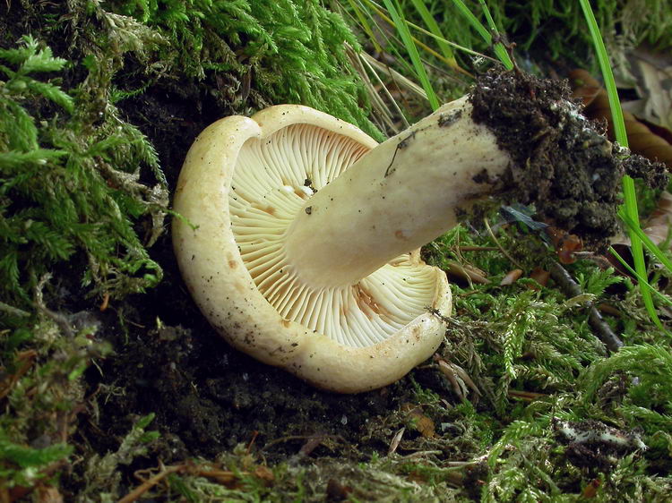 Lactarius pallidus Bild 4