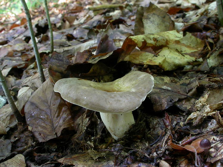 lactarius pterosporus Bild 1