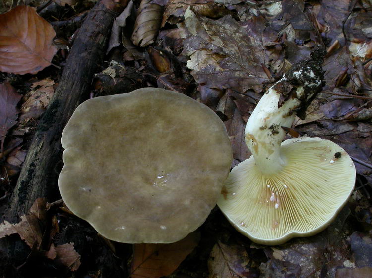 Lactarius pterosporus Bild 2