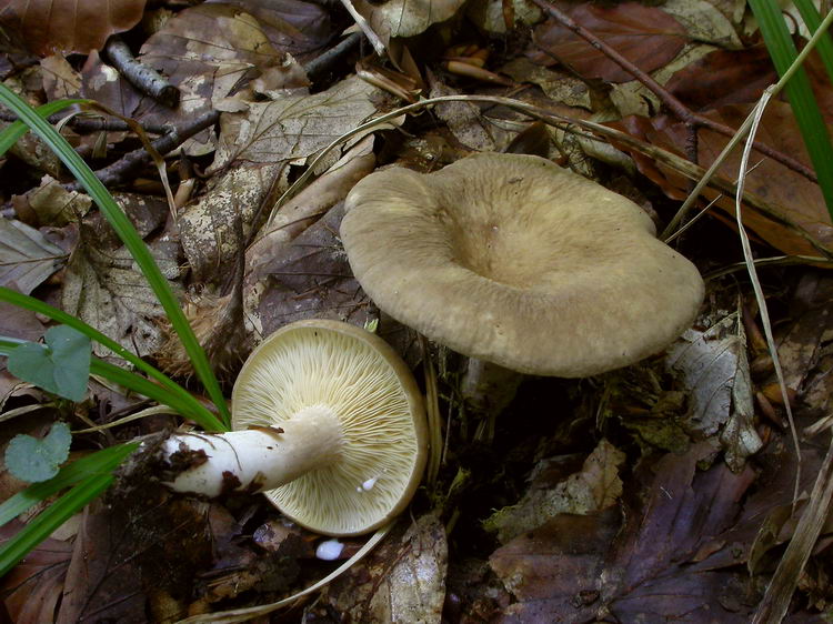 Lactarius pterosporus Bild 3