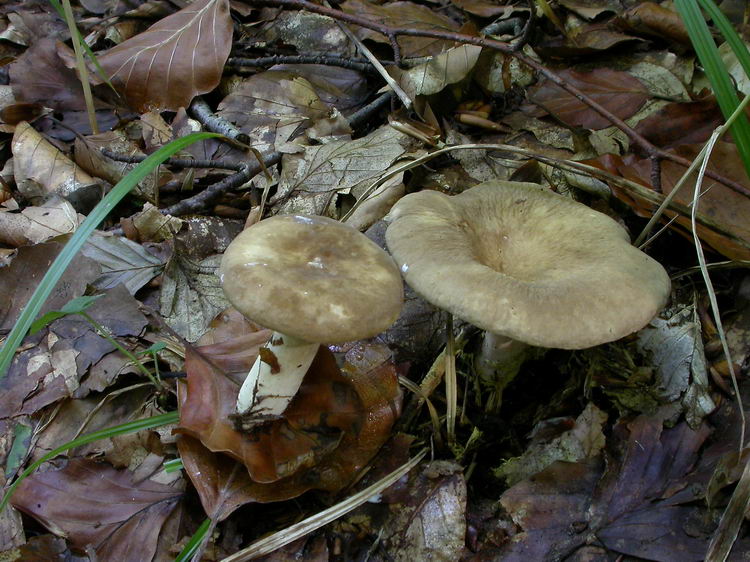 Lactarius pterosporus Bild 4