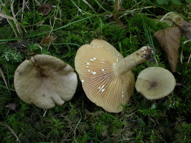 lactarius pyrogalus Bild 1