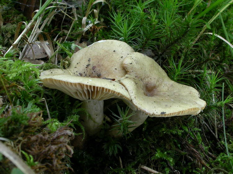 Lactarius pyrogalus Bild 2