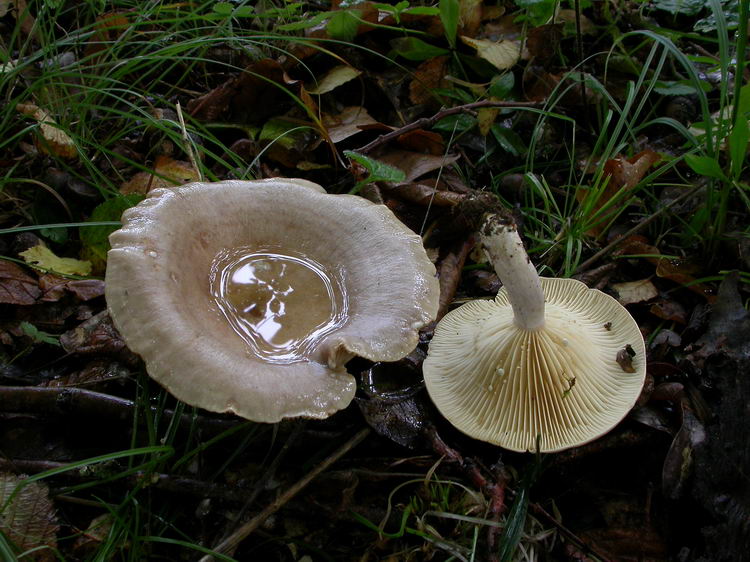 Lactarius pyrogalus Bild 4