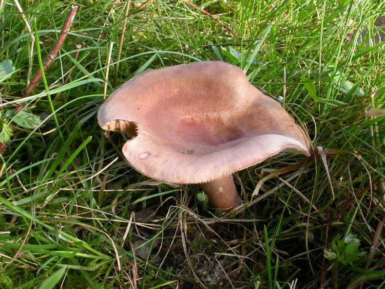 lactarius quietus Bild 1