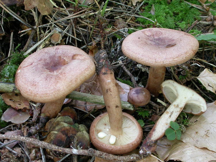 Lactarius quietus Bild 3