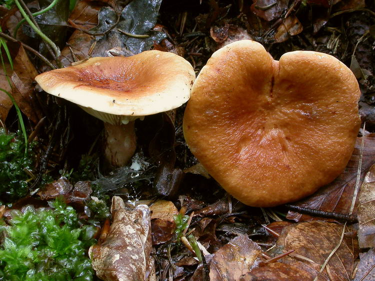lactarius rubrocinctus Bild 1