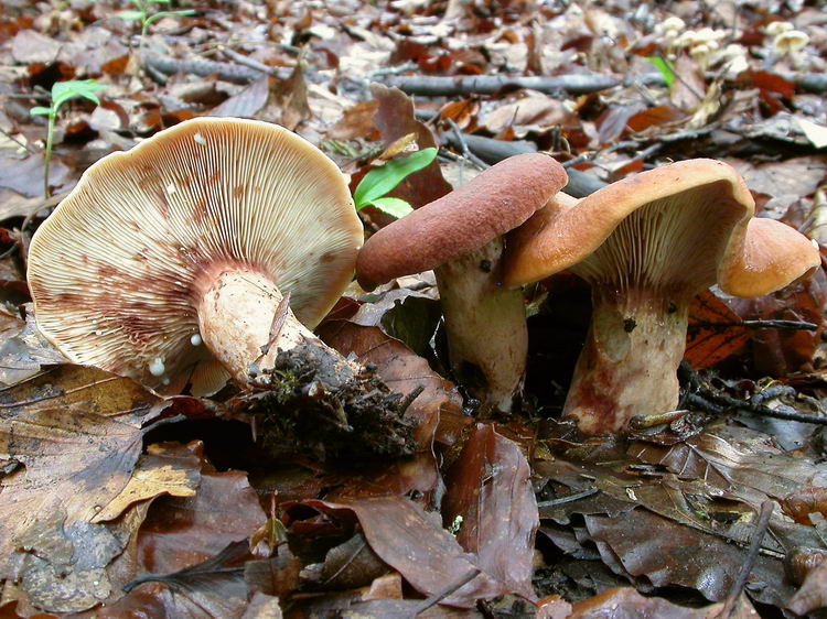 lactarius rubrocinctus Bild 3