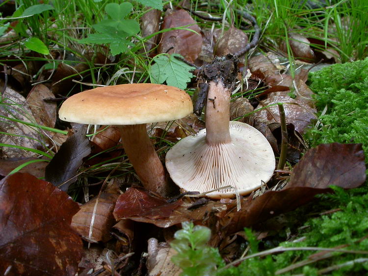 lactarius rubrocinctus Bild 5