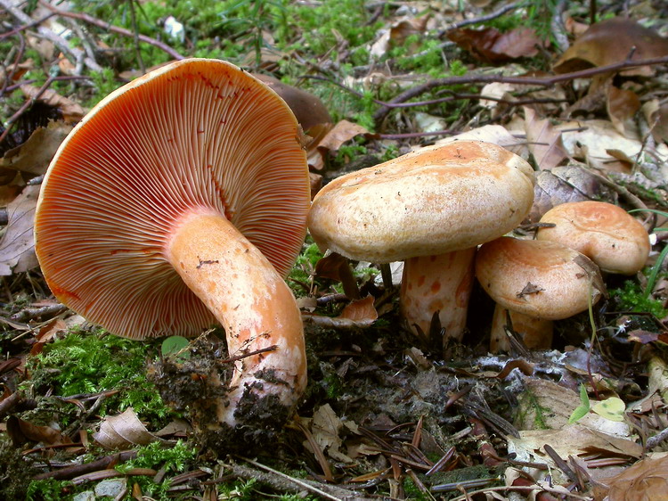 lactarius salmonicolor Bild 2