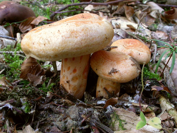 lactarius salmonicolor Bild 3