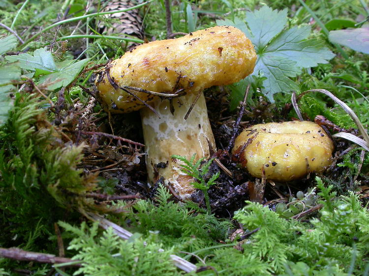 lactarius scrobiculatus Bild 1
