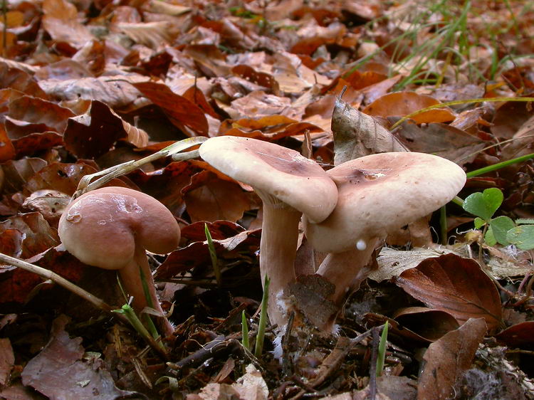 lactarius subdulcis Bild 1