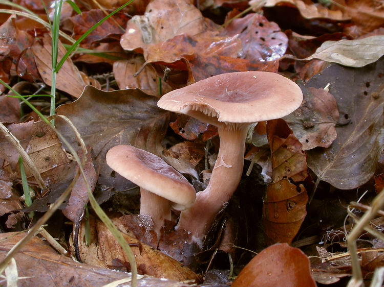 Lactarius subdulcis Bild 2