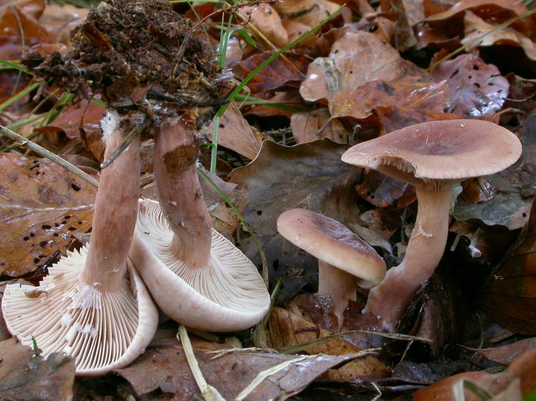 Lactarius subdulcis Bild 3
