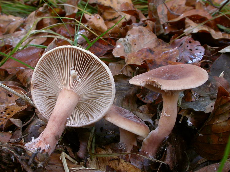 Lactarius subdulcis Bild 4