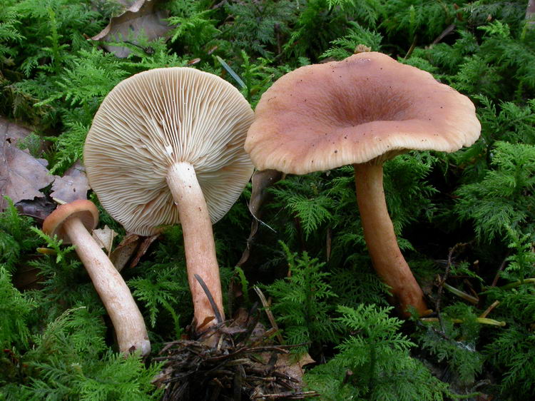 lactarius tabidus Bild 1