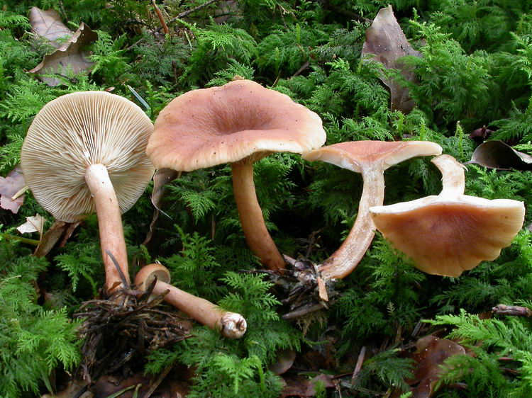 lactarius tabidus Bild 2